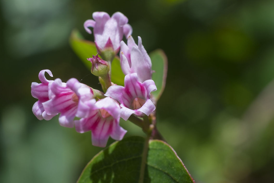 Spreading dogbane  Apocynum androsaemifolium,Geotagged,Spreading dogbane,Summer,United States