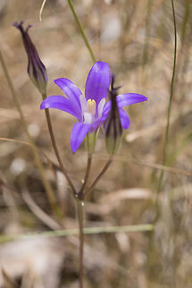 Brodiaea coronaria  Brodiaea coronaria,Geotagged,Summer,United States