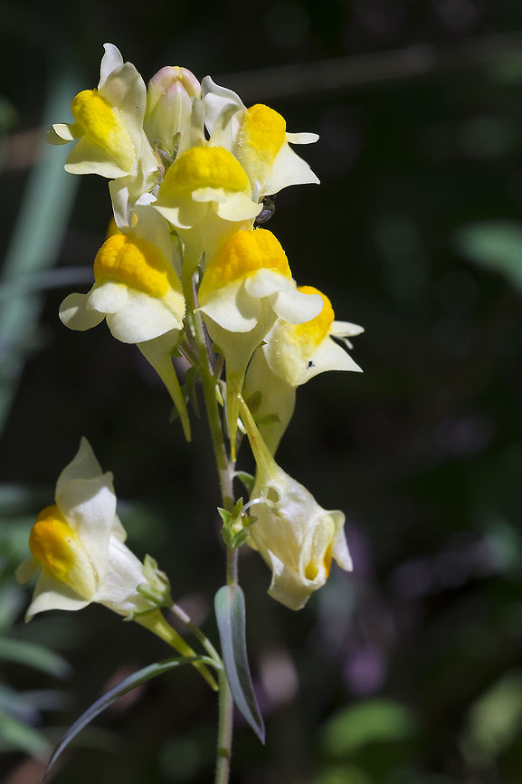 Butter and eggs  Butter-and-eggs,Geotagged,Linaria vulgaris,Summer,United States