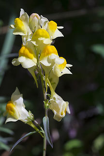 Butter and eggs  Butter-and-eggs,Geotagged,Linaria vulgaris,Summer,United States
