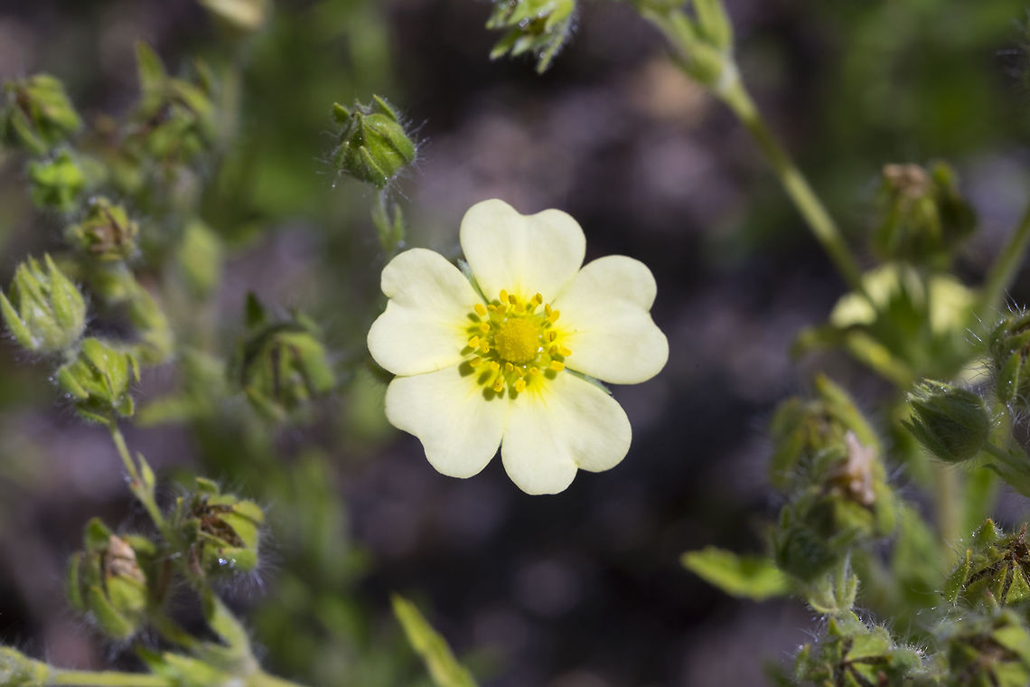 sulphur cinquefoil  Geotagged,Potentilla recta,Sulphur cinquefoil,Summer,United States