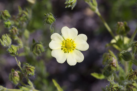 sulphur cinquefoil  Geotagged,Potentilla recta,Sulphur cinquefoil,Summer,United States