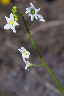 prickly cucumber flowers  Echinocystis lobata,Geotagged,Summer,United States