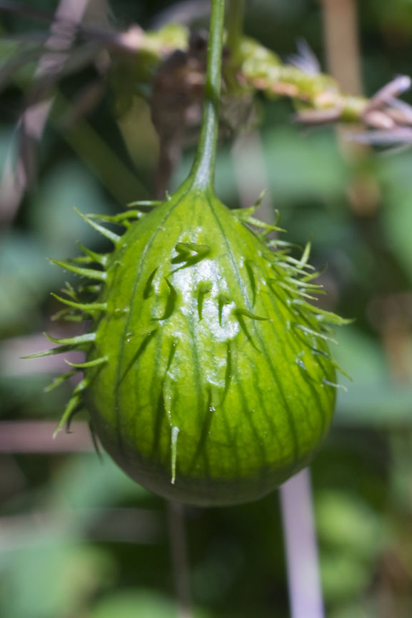 prickly cucumber fruit  Echinocystis lobata,Geotagged,Summer,United States