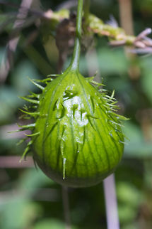 prickly cucumber fruit  Echinocystis lobata,Geotagged,Summer,United States