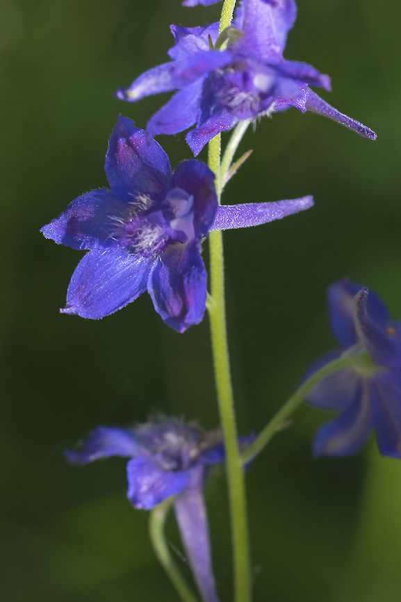 Delphinium nuttallii - Nuttall's Larkspur I think this may not be a synonym for D. nuttallianum - but rather a different species Delphinium nuttallianum,Delphinium nuttallii,Geotagged,Summer,United States