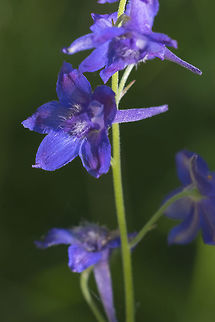 Delphinium nuttallii - Nuttall's Larkspur I think this may not be a synonym for D. nuttallianum - but rather a different species Delphinium nuttallianum,Delphinium nuttallii,Geotagged,Summer,United States