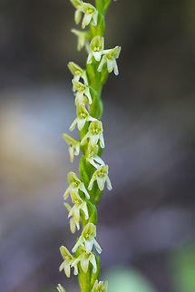 white-flower rein orchid  Geotagged,Piperia candida,Summer,United States