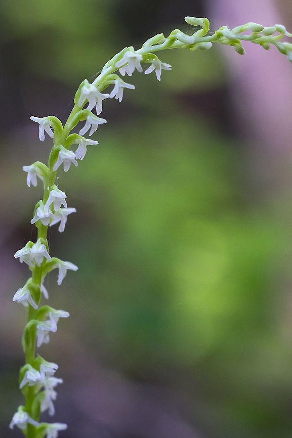 white-flower rein orchid  Geotagged,Piperia candida,Summer,United States