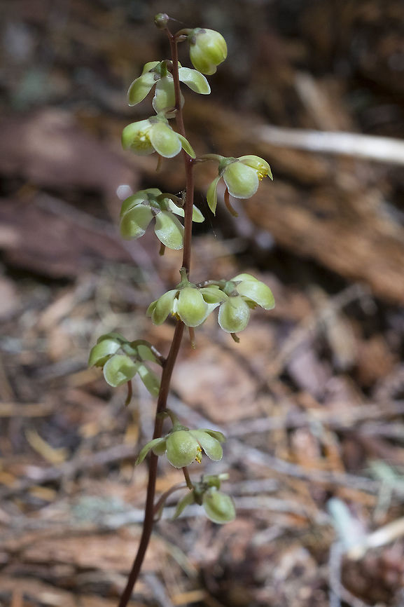 greenflowered wintergreen  Geotagged,Pyrola chlorantha,Summer,United States