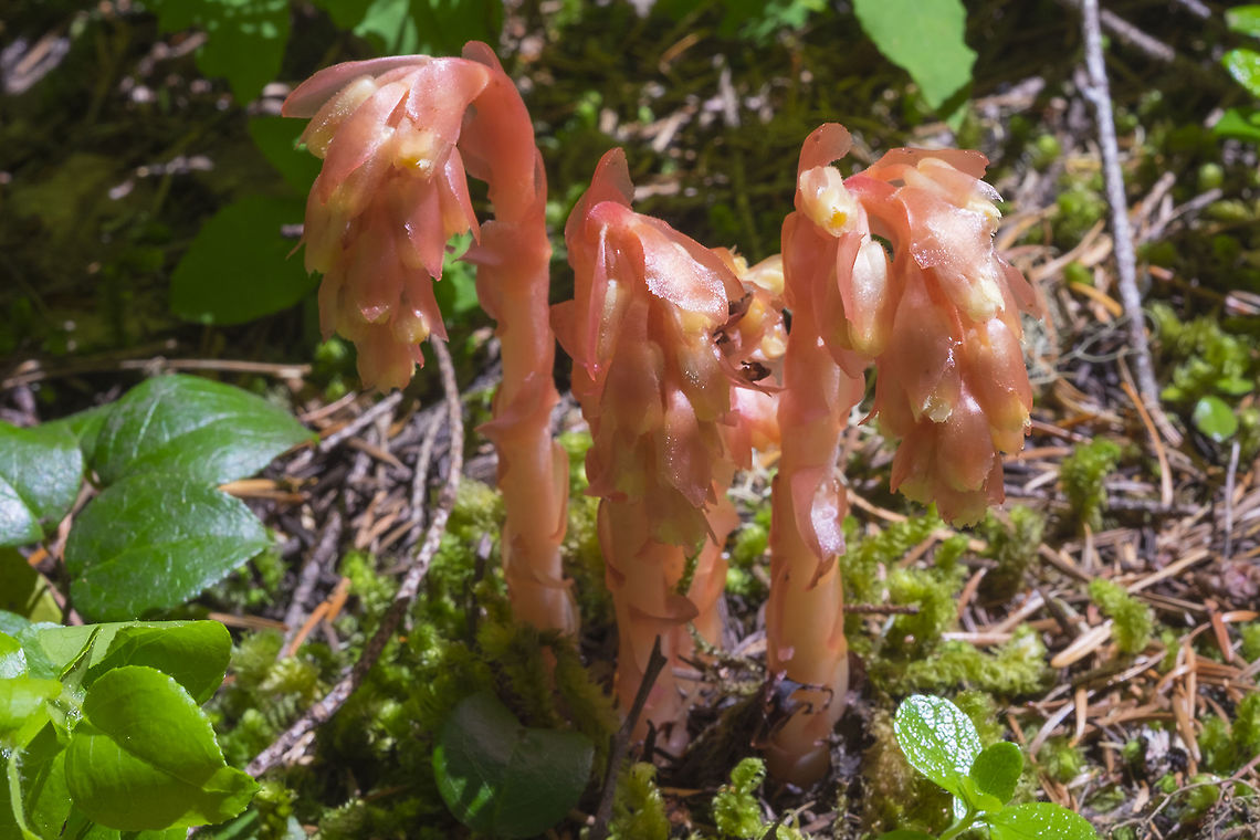 pinesap these aren't particularly uncommon, but finding really perfect and nicely lit examples is Dutchman's pipe,Geotagged,Monotropa hypopitys,Summer,United States