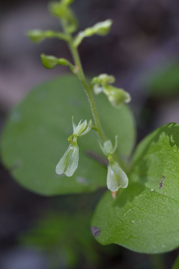 broad-lipped twayblade  Geotagged,Neottia convallarioides,Summer,United States