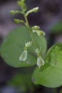 broad-lipped twayblade  Geotagged,Neottia convallarioides,Summer,United States