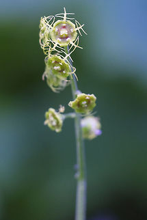 five-point bishop's cap  Geotagged,Mitella pentandra,Summer,United States