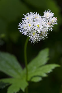 Carolina bugbane  Geotagged,Summer,Trautvetteria,Trautvetteria caroliniensis,United States