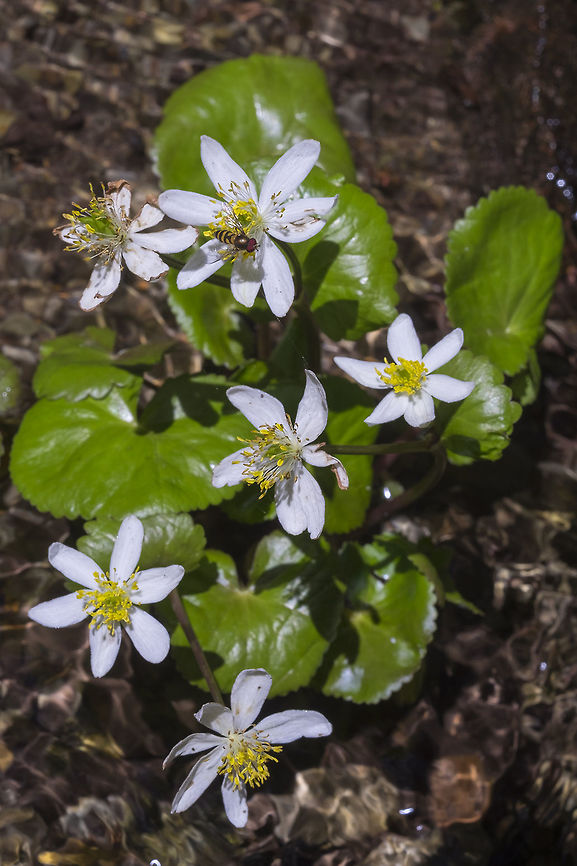 white marsh marigold with a bonus hoverfly Caltha leptosepala,Geotagged,Summer,United States