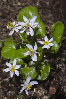 white marsh marigold with a bonus hoverfly Caltha leptosepala,Geotagged,Summer,United States