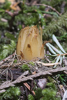 Oddly colored gnome plant though it's yellow instead of pink, I do think this is a gnome plant Geotagged,Gnome plant,Hemitomes congestum,Summer,United States