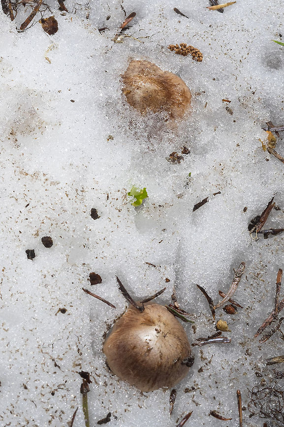 snowbank mushrooms these guys were growing *under* the melting snow...  Clitocybe albirhiza,Clitocybe glacialis,Geotagged,Summer,United States,clitocybe albirhiza