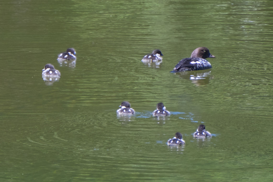 Barrow's Goldeneye family  Barrows goldeneye,Bucephala islandica,Geotagged,Summer,United States