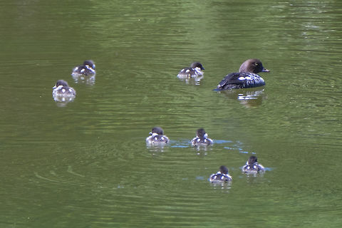 Barrow's Goldeneye family  Barrows goldeneye,Bucephala islandica,Geotagged,Summer,United States