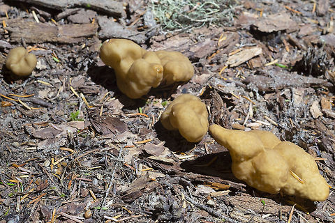 Gyomitra esculenta ☠ stem smaller than cap Geotagged,Gyromitra esculenta,Gyromitra gigas,Snow Morel,Summer,United States,gyomitra esculenta