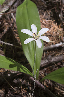Queen's cup  Clintonia uniflora,Geotagged,Summer,United States,brides bonnet or queens cup