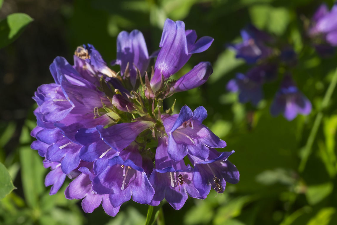 Cascade penstemon  Cascade penstemon,Geotagged,Penstemon serrulatus,Summer,United States