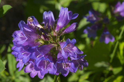Cascade penstemon  Cascade penstemon,Geotagged,Penstemon serrulatus,Summer,United States
