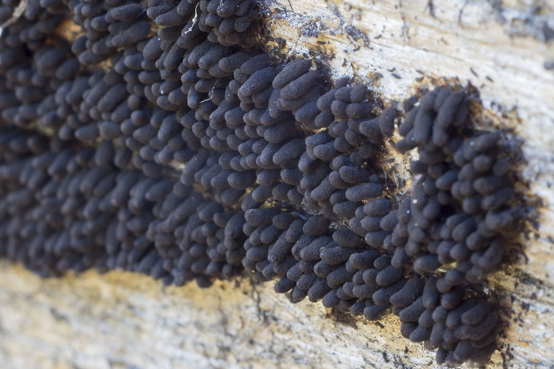 Black slime mold  Geotagged,Summer,United States