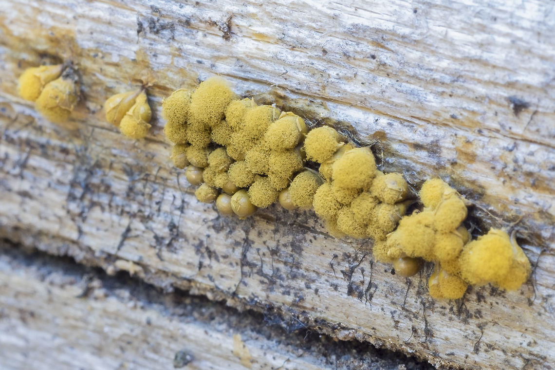 Golden cones slime mold one of the more identifiable ones- distinctive golden puffs Geotagged,Hemitrichia clavata,Summer,United States
