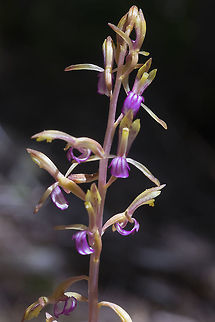 Variations of Pacific Coralroot the next group of photos are all C. mertensiana found on the same trail on the same day - there are so many color and marking variations! Corallorhiza mertensiana,Geotagged,Pacific coralroot,Summer,United States