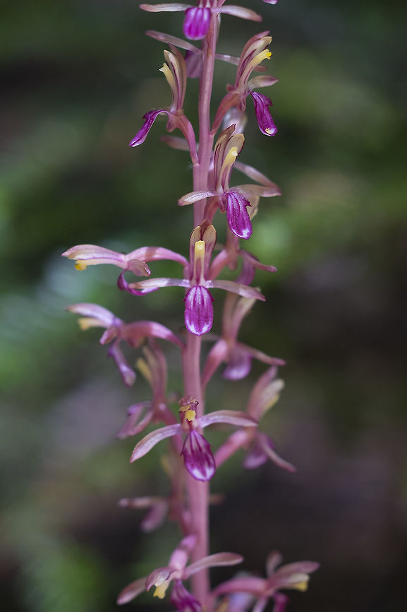Pacific coral root pink-pink variation  Corallorhiza mertensiana,Geotagged,Pacific coralroot,Summer,United States
