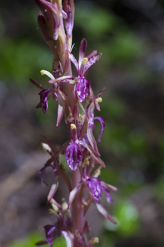 Pacific coral root frilly with spots  Corallorhiza mertensiana,Geotagged,Pacific coralroot,Summer,United States