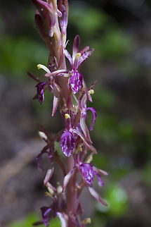 Pacific coral root frilly with spots  Corallorhiza mertensiana,Geotagged,Pacific coralroot,Summer,United States