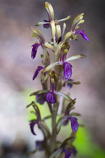Pacific coral root pale green-yellow  Corallorhiza mertensiana,Geotagged,Pacific coralroot,Summer,United States