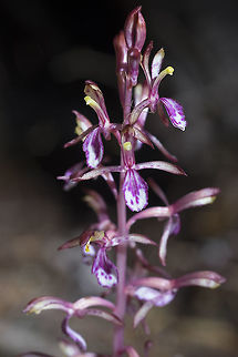Pacific coral root pink-pink with spots  Corallorhiza mertensiana,Geotagged,Pacific coralroot,Summer,United States