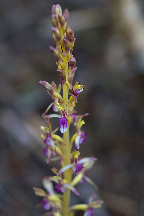 Pacific coral root bright yellow variation  Corallorhiza mertensiana,Geotagged,Pacific coralroot,Summer,United States