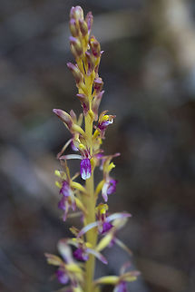 Pacific coral root bright yellow variation  Corallorhiza mertensiana,Geotagged,Pacific coralroot,Summer,United States