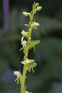 slender bog orchid  Geotagged,Piperia unalascensis,Platanthera stricta,Slender-spire orchid,Summer,United States,slender bog orchid
