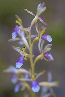 Pacific coral root very pale with white petal tips  Corallorhiza mertensiana,Geotagged,Pacific coralroot,Summer,United States