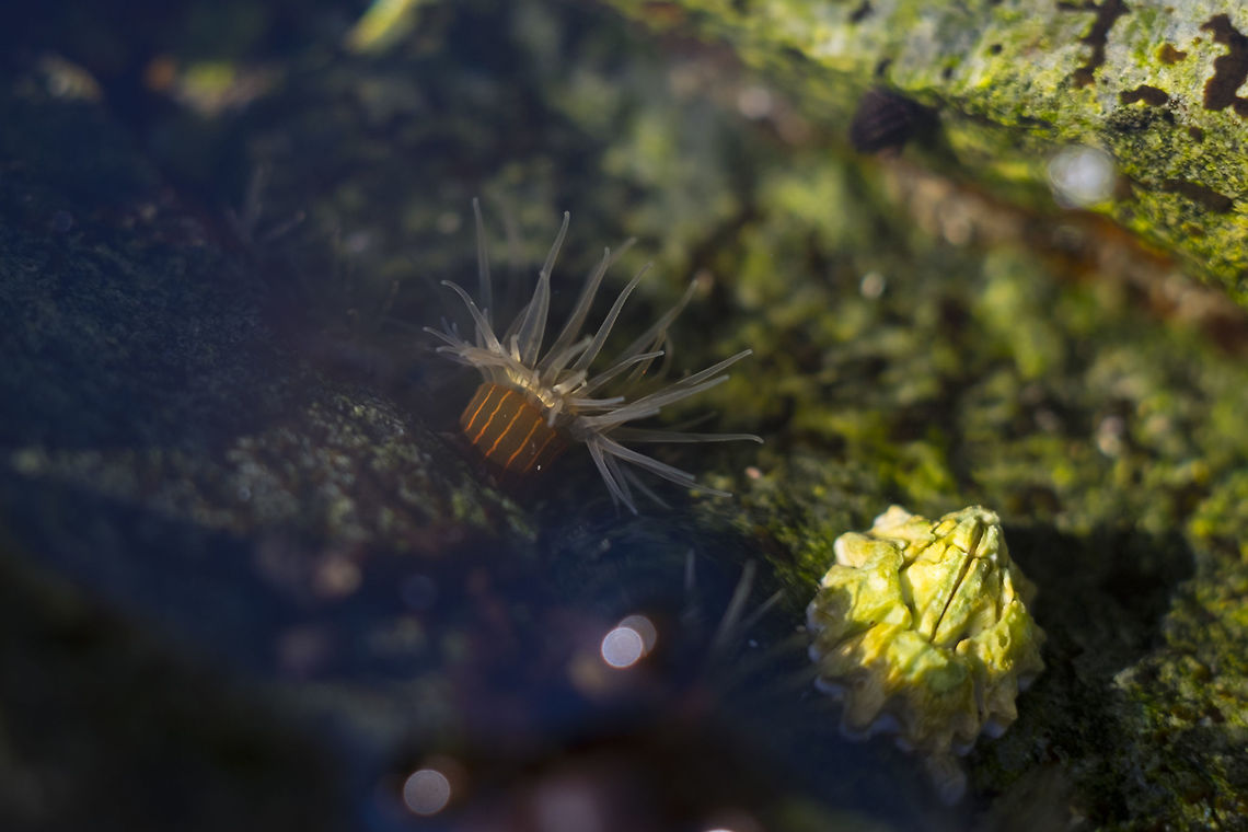 Orange-striped green amemone tiny anemone found in a shallow tidal pool Canada,Diadumene lineata,Geotagged,Orange-striped sea anemone,Summer