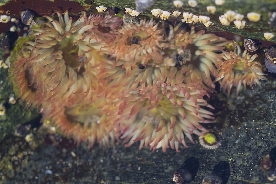 Pink-Tipped Anemone  Aggregating anemone,Anthopleura elegantissima,Canada,Geotagged,Summer