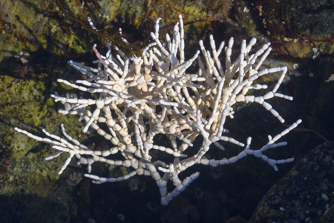 Corallina officinalis I think this was probably a rosy red when fresher - as it is it looks like tiny bones, which is not too far off of the mark. Though it is a red algae it forms a calcified "skeleton" much like a coral. Canada,Corallina officinalis,Geotagged,Summer