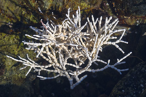 Corallina officinalis I think this was probably a rosy red when fresher - as it is it looks like tiny bones, which is not too far off of the mark. Though it is a red algae it forms a calcified "skeleton" much like a coral. Canada,Corallina officinalis,Geotagged,Summer