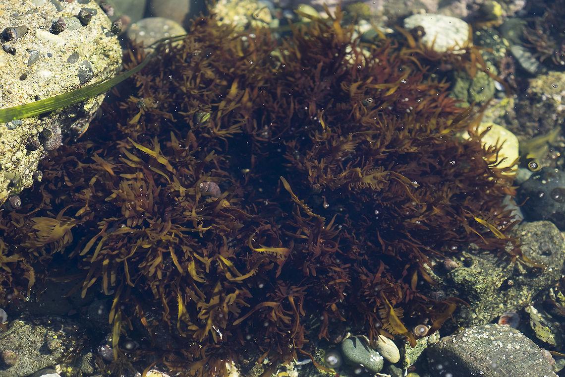 Desmarestia ligulata  Canada,Geotagged,Summer