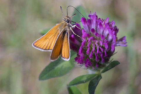 European skipper non-native, accidentally introduced to Ontario in 1910, it has spread across Canada to British Columbia and some northern US states. Canada,Essex skipper,Geotagged,Summer,Thymelicus lineola