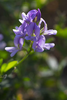 Alfalfa  Alfalfa,Canada,Geotagged,Medicago sativa,Summer