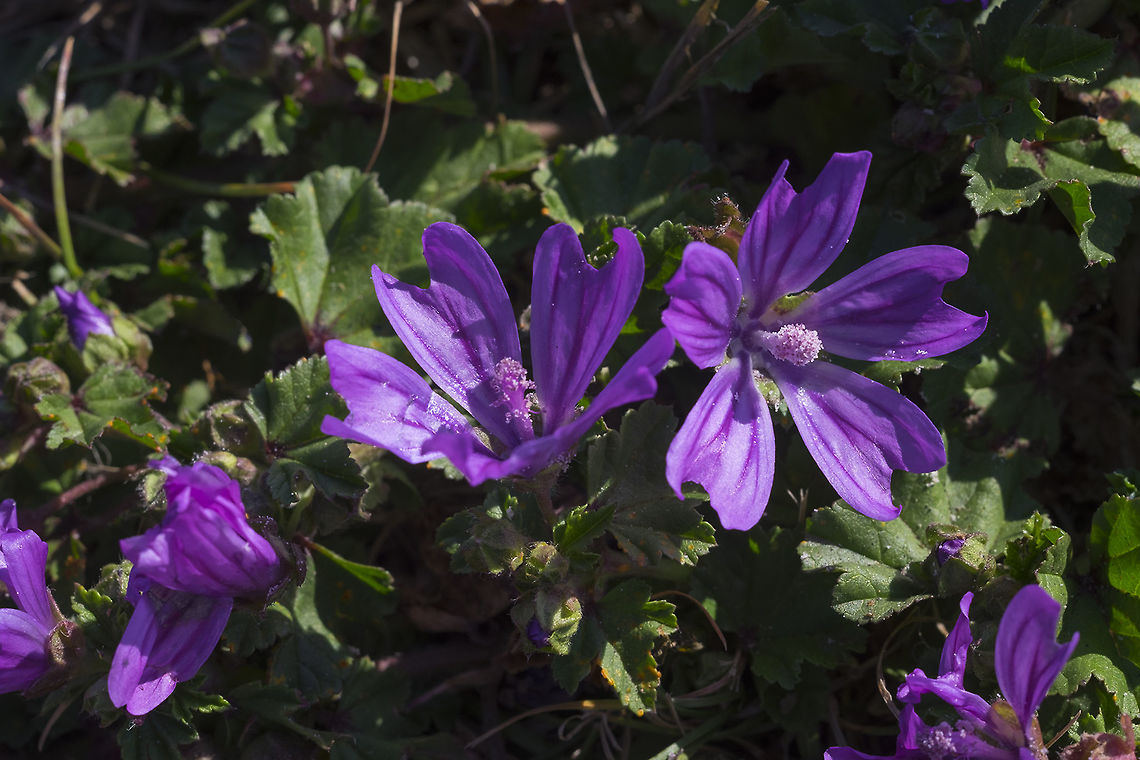 mallow growing on a mowed area the plants were low and stunted from repeated mowings Canada,Geotagged,Malva sylvestris,Summer