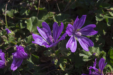 mallow growing on a mowed area the plants were low and stunted from repeated mowings Canada,Geotagged,Malva sylvestris,Summer